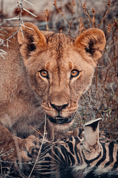 La lionne